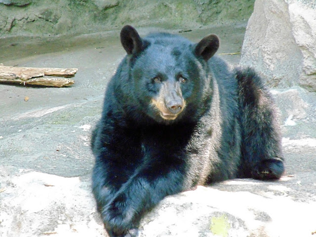 Black Bear