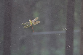 green darner dragonfly