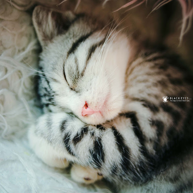 I am sleepy... by black_eyes from flickr (CC-NC-ND)