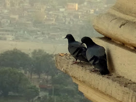 two pigeons on a ledge of a building in a city