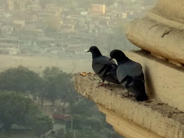 two pigeons on a ledge of a building in a city