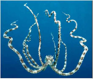 Mimic Octopus image