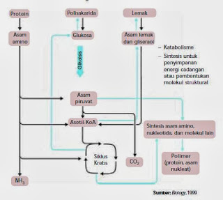 Jalur metabolisme bagi sintesis penyimpanan energi cadangan atau pembentukan molekul struktural