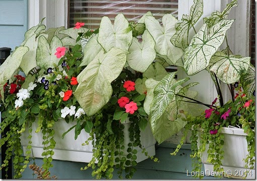 Windowboxes Shade