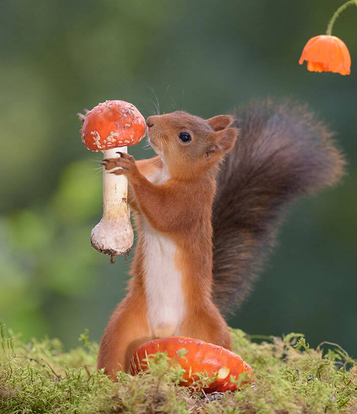 Photographer Captured Squirrels Every Day For Six Years And Here Are The Incredible Results