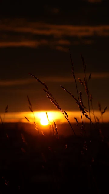 Nature, Sunset, Grass Field, Evening