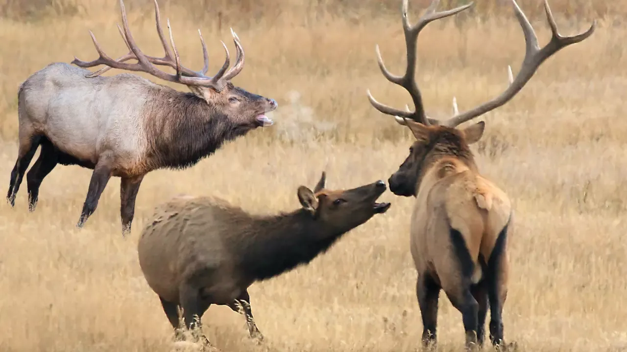 Bull Elk Rut Behavior