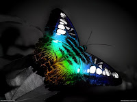Butterflies HD Desktop Wallpapers
