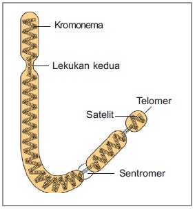 Struktur Kromosom