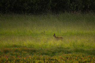 Wildlifefotografie Lippeaue Olaf Kerber