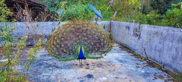 Pavo Real en Finca La Rivera