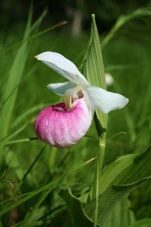 Showy Lady-slipper Orchid Trout Lake, MI