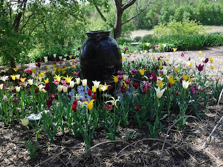 tulips surround a large black vase water feature in the Childrens Garden at Lauritzen gardens