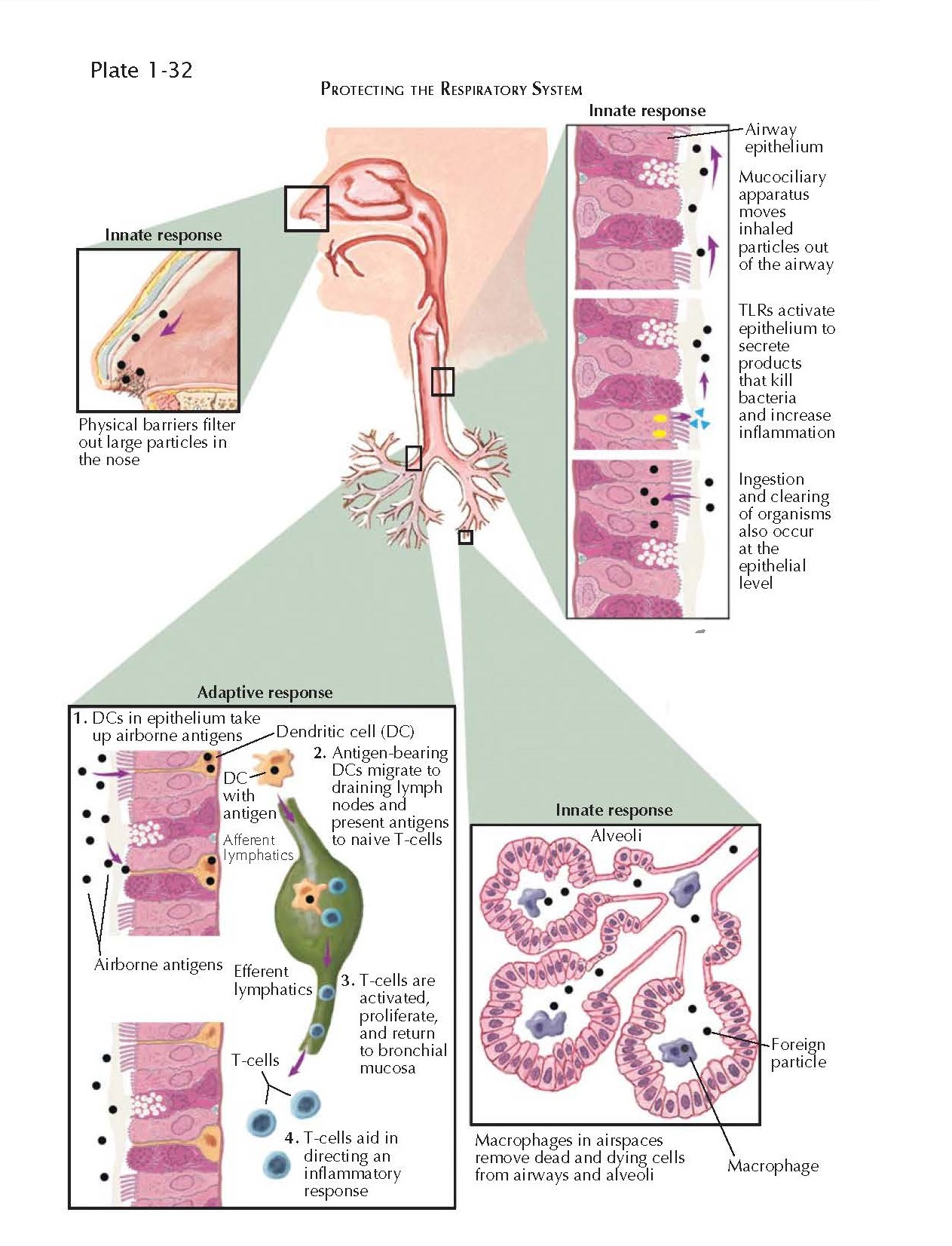PULMONARY IMMUNOLOGY: LYMPHOCYTES, MAST CELLS, EOSINOPHILS, AND NEUTROPHILS