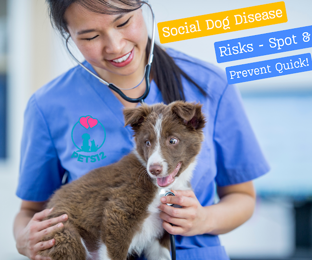 Social Dog Disease Risks - Spot & Prevent Quick!