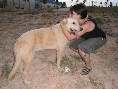 Bruma Villa Asoketa Piqué Asoka el grande San Vicente del raspeig Adiestramiento Canino a domicilio Parque canino adopción