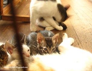 peering babies, by bitsandtreats peering babies, by bitsandtreats