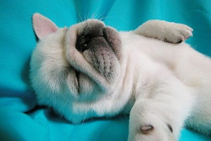 Cute Baby Puppy Sleeping Sleeping puppies puppy cutest barkpost only
swells heart