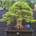 PANDUAN MEMBUAT BONSAI DARI TANAMAN ASEM JAWA
