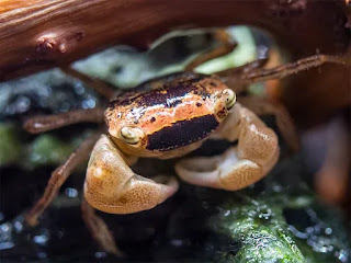 11 Jenis Kepiting Air Tawar yang Bisa dipelihara di Akuarium Kalian