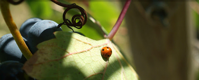 agricoltura biologica