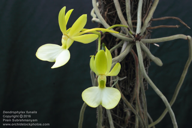 Dendrophylax funalis