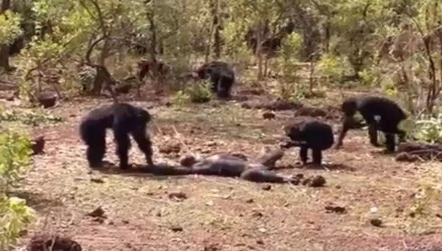 Χιμπατζίδες σκοτώνουν με βασανιστικό και φρικιαστικό τρόπο άλλο χιμπατζή  τους κομμουνιστες μου θυμίζει! (βίντεο)