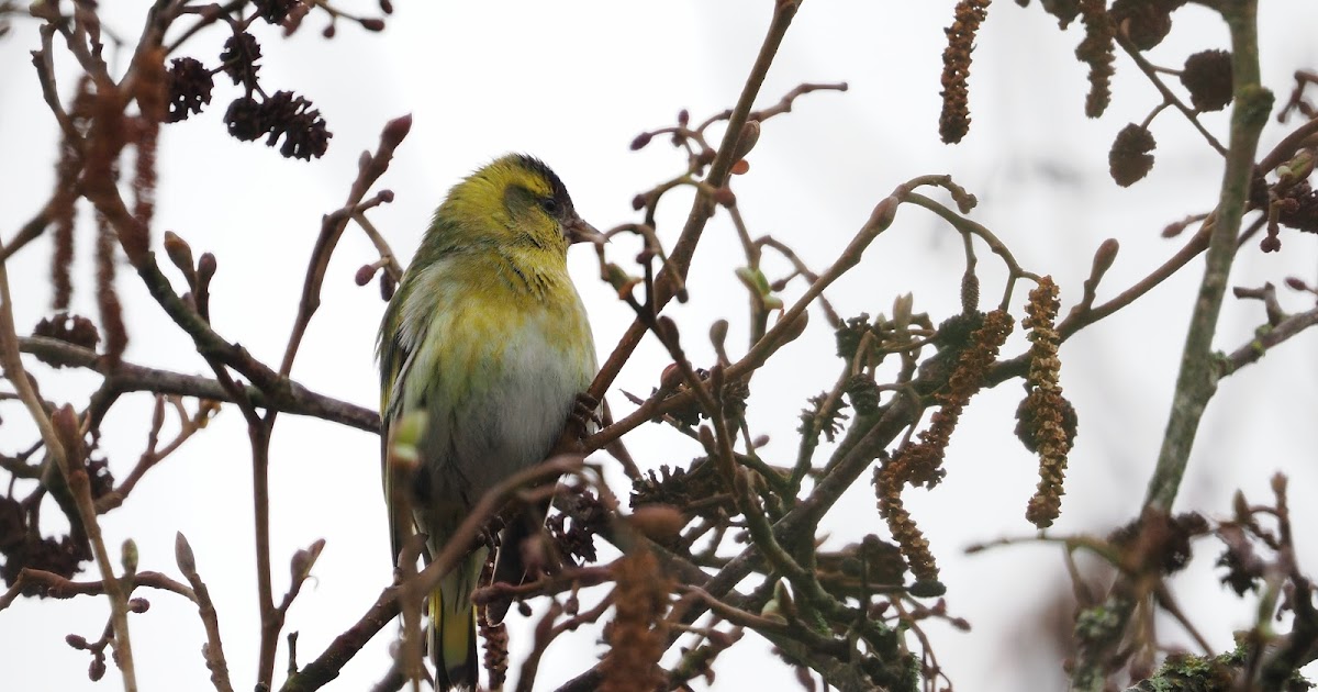 stonefactionbirding2014.blogspot.com