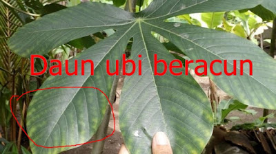 daun ubi yang beracun