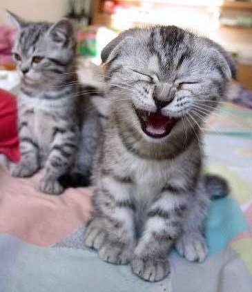 dua anak kucing comel