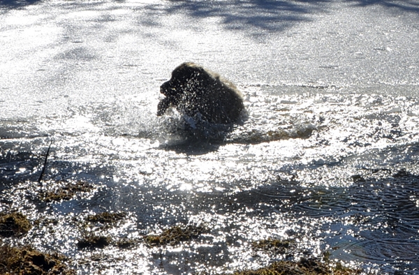 leonberger