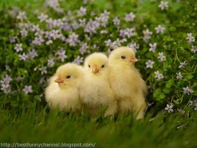 Cute chickens 2.  