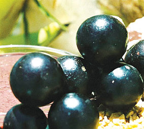 O poderoso açaí e seus benefícios à saúde! 