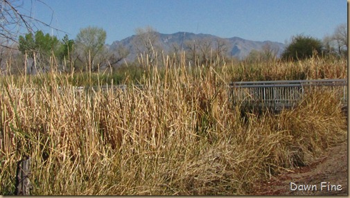 sweetwater wetlands_113