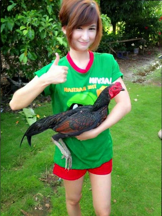 Ciri Sisik Kaki Ayam  Bangkok Aduan yang Mematikan Ayam  Juara