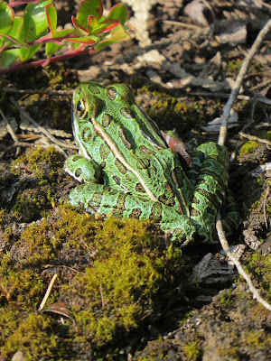 Frogs and Wildlife on the Bruce Trail.