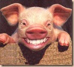 funnysmilingpig