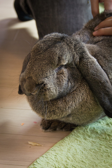 pictures of cute bunnies