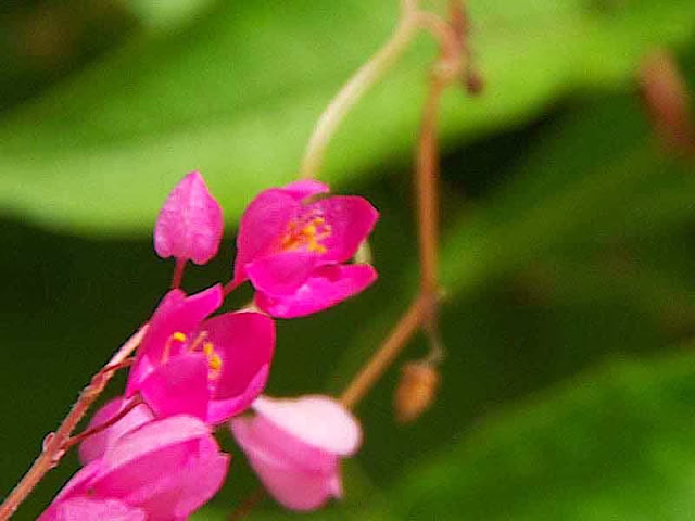 Antigonon leptopus, plant and flowers