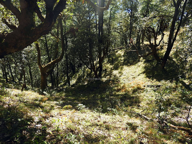 Nag Tibba trek - Uttarakhand (India)