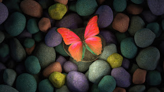 صورة فراشة حلوه على احجار ملونة بجودة عالية 4K