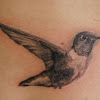 Small Black Hummingbird Tattoo : Small hummingbird tattoo - Tattooimages.biz : Black bird tattoo meaning black bird tattoos and dark colors in general can be linked to meanings of secrecy, the unknown, mystery, pure potential, perception and magic.