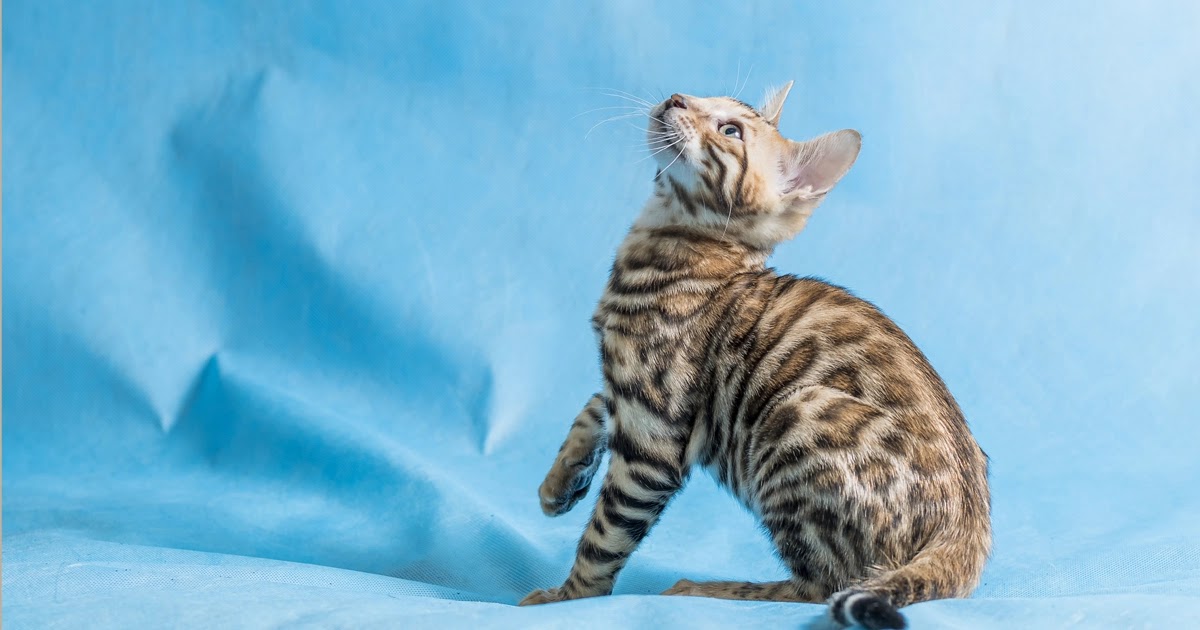Snow mink Bengal cat