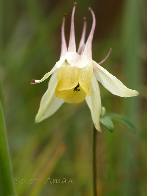 Aquilegia buergeriana