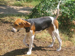 Treeing Walker Coonhound Puppy Pictures