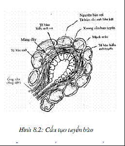 Cấu tạo tuyến bào.