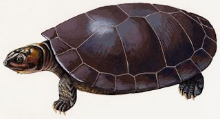 Tortuga gigante del Orinoco Podocnemis expansa