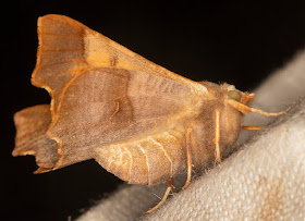 Dusky Thorn, Ennomos fuscantaria.  Hayes, 8 August 2016.