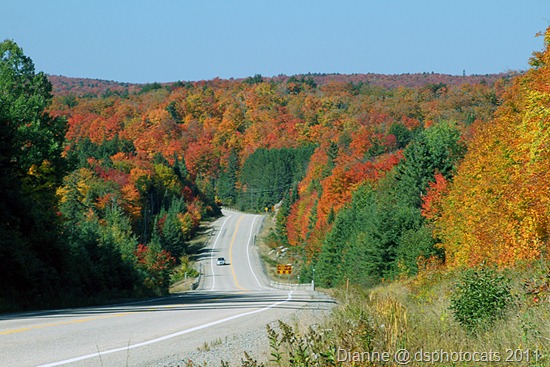 IMG_8293 Algonquin Park 