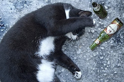 cat drink beer